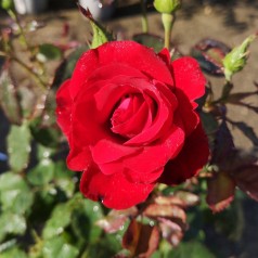 Rose H.C. Andersen - Buketrose