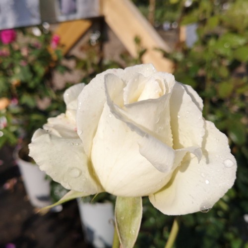 Rose Karen Blixen - Storblomstret Rose