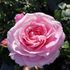 Rose Our last summer - Slyngrose Plant'n Relax