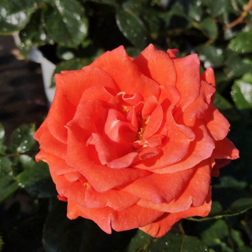 Rose Prinsesse Marie - Storblomstret Rose