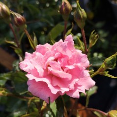 Rose Sommerwind - Buketrose