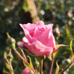 Rose Sommerwind - Buketrose