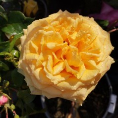 Rose The Girl from...