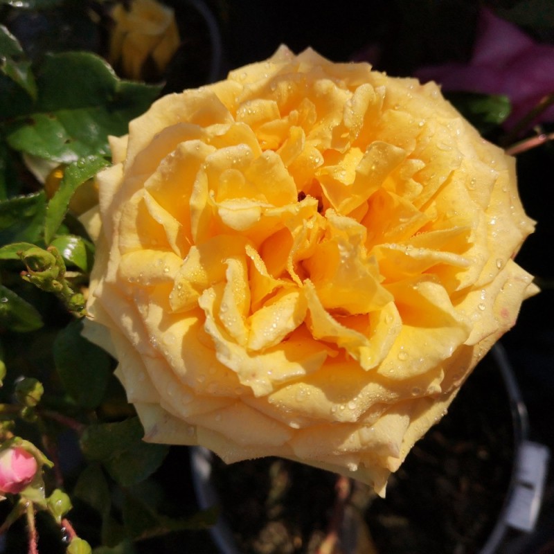 Rose The Girl from Yesterday - Buketrose Plant'n Relax