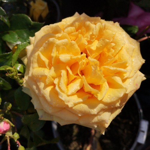 Rose The Girl from Yesterday - Buketrose Plant'n Relax