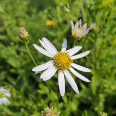 Skønasters Alba - Kalimeris incisa Alba