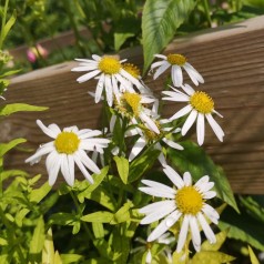 Skønasters Alba - Kalimeris incisa Alba