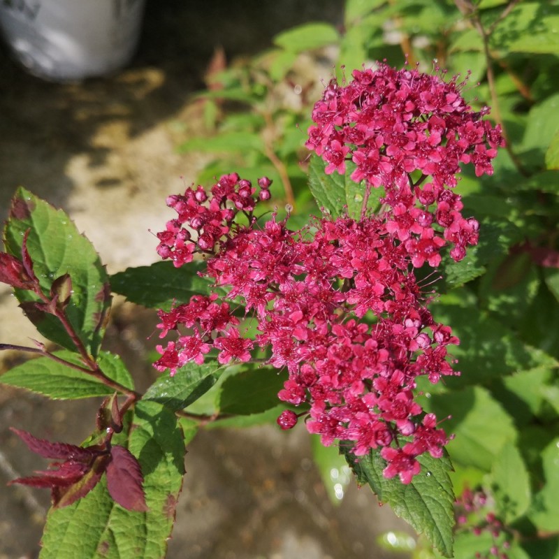 Spiræa Double Play Red - Spiraea  japonica Double Play Red