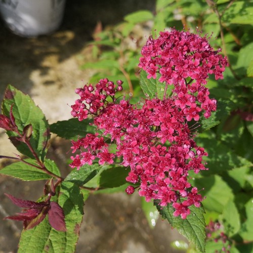 Spiræa Double Play Red 15-30 cm. - Spiraea  japonica Double Play Red