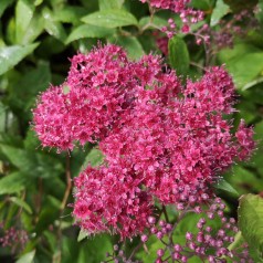 Spiræa Double Play Red - Spiraea  japonica Double Play Red