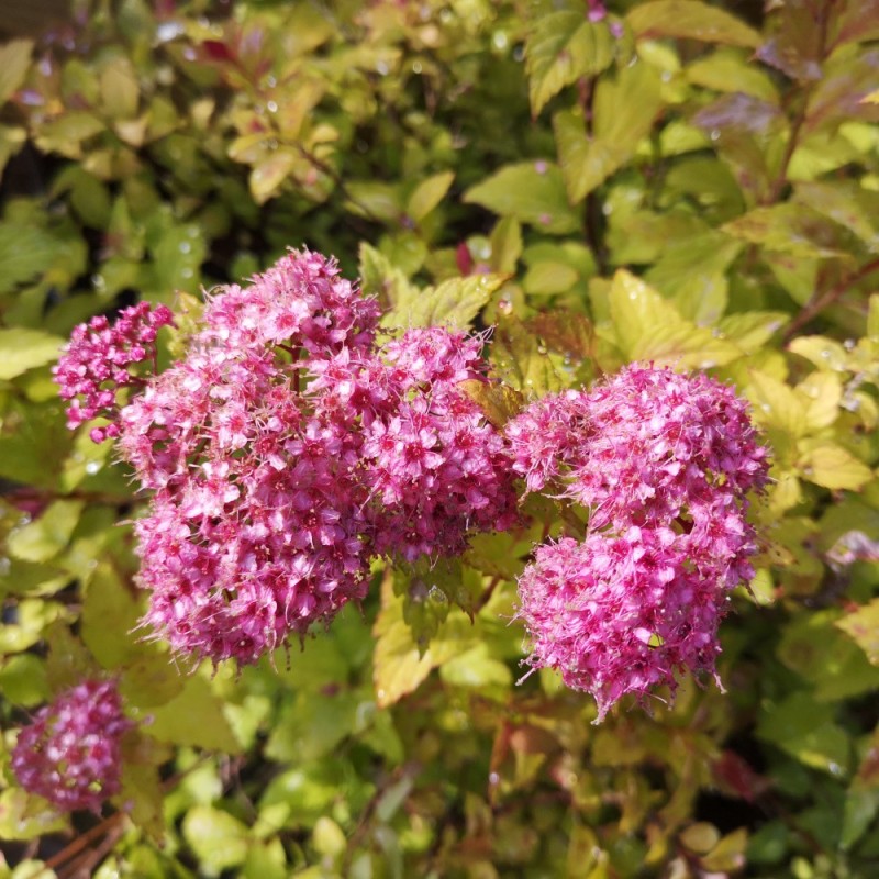 Spiræa Magic Carpet - Spiraea japonica Magic Carpet (Walbuma)