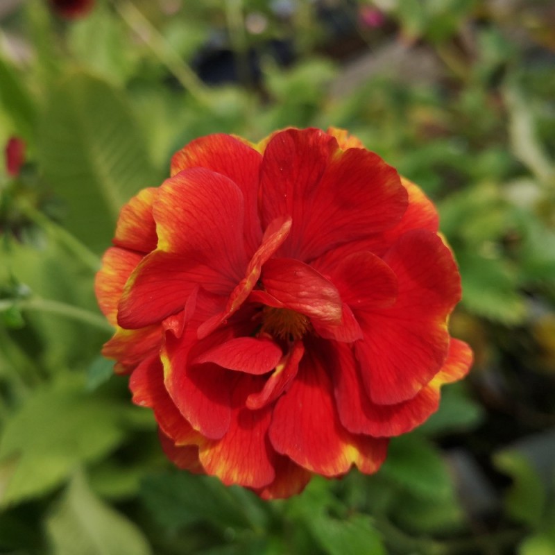 Staude Potentil Arc-en-ciel - Potentilla hybrid Arc-en-ciel