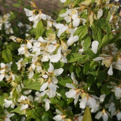 Uægte Jasmin lemoinei 40-80 cm. - Philadelphus lemoinei