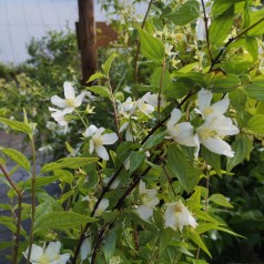 Uægte Jasmin Mont Blanc 30-70 cm. - Philadelphus polyanthus Mont Blanc