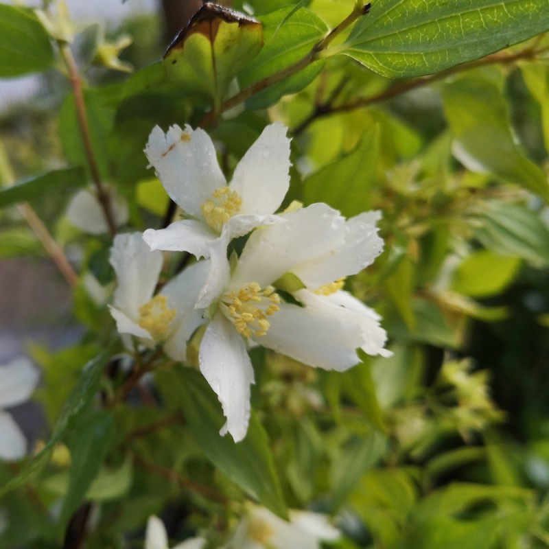 Uægte Jasmin Mont Blanc 30-70 cm. - Philadelphus polyanthus Mont Blanc