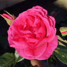 Rose Lea Renaissance - Renaissancerose