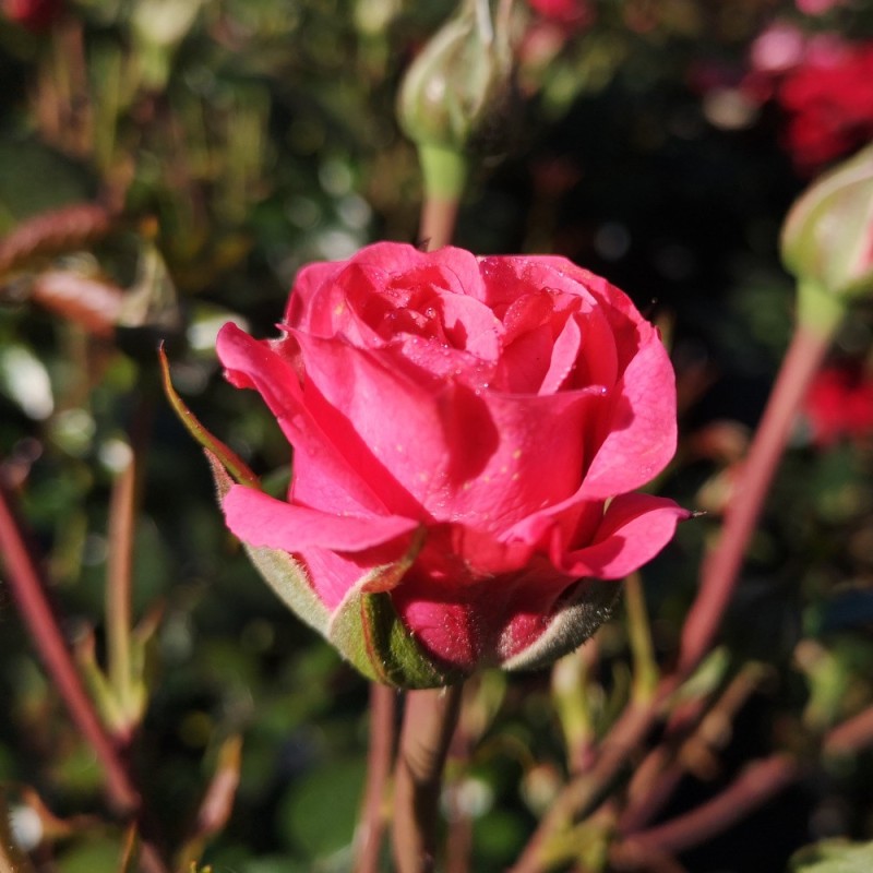 Rose Bella Rosa - Buketrose