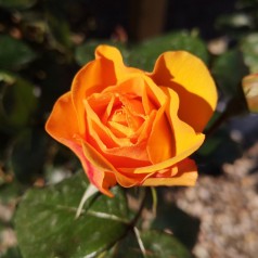 Rose Friendship forever - Buketrose Plant'n Relax