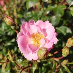 Rose I need you - Buketrose Plant'n Relax