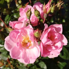 Rose I need you - Buketrose Plant'n Relax