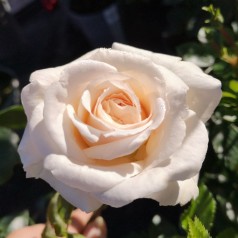 Rose Penny Lane - Slyngrose