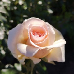 Rose Penny Lane - Slyngrose