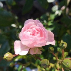 Rose The Fairy - Buketrose