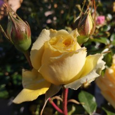 Rose The Girl from Yesterday - Buketrose Plant'n Relax