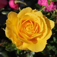 Rose Viborg - Slotsrose