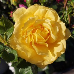 Rose Viborg - Slotsrose