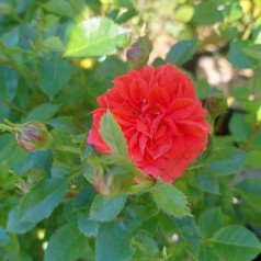 Rose Orange Juwel - Bunddækkerose