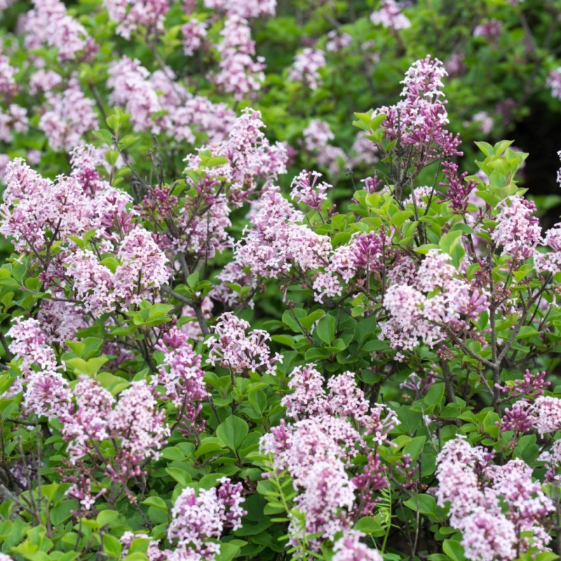 Ungarsk Syren 50-80 cm. - 10 stk. barrodsplanter - Syringa josikaea