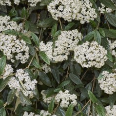 Rynkeblad - Viburnum Rhytidophyllum