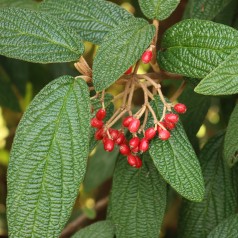 Rynkeblad 40-80 cm. - Viburnum Rhytidophyllum