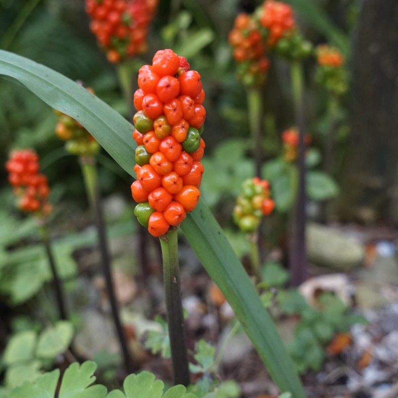 Italiensk ingefær - Arum italicum