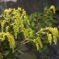 Stenhøjsguldregn - Chiastophyllum oppositifolia