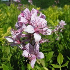 Gasplante - Dictamnus albus var. caucasicus