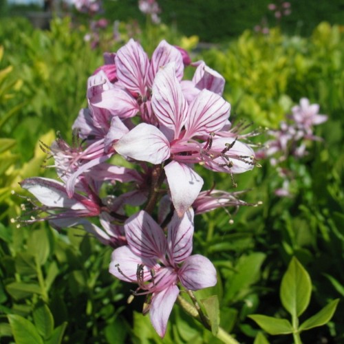 Gasplante albus var. caucasicus - Dictamnus albus var. caucasicus