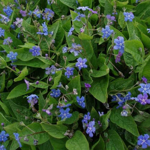 Vårkærminde - Omphalodes verna