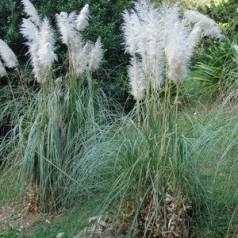 Cortaderia selloana Sunningdale Silver / Pampasgræs