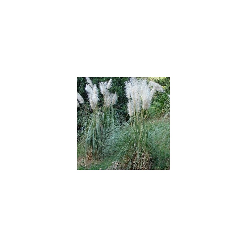 Cortaderia selloana Sunningdale Silver / Pampasgræs