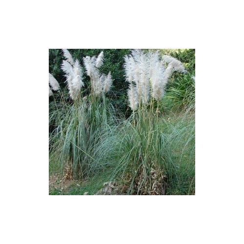 Cortaderia selloana Sunningdale Silver / Pampasgræs
