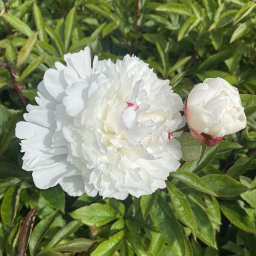 Silkepæon Festiva Maxima - Paeonia lactiflora Festiva Maxima