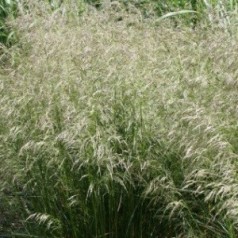 Deschampsia fleuxosa Goldtau / Mosebunke