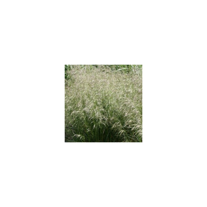 Deschampsia fleuxosa Goldtau / Mosebunke