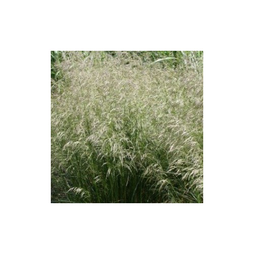 Deschampsia fleuxosa Goldtau / Mosebunke