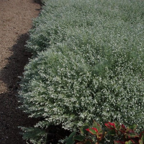 Bynke Nana - Artemisia schmidtiana Nana