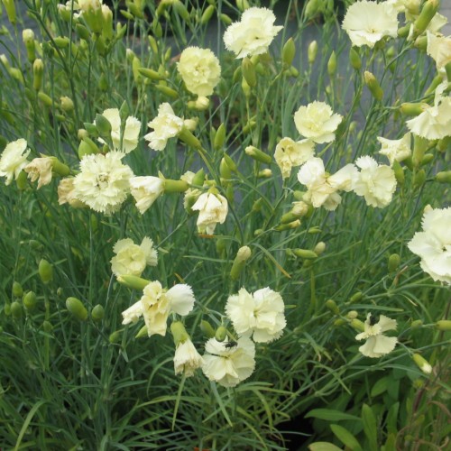 Havenellike Gul - Dianthus caryophyllus Gul