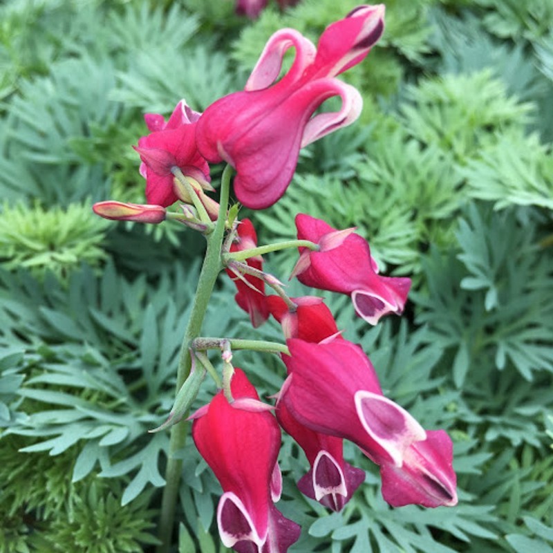 Småhjerte Burning Hearts - Dicentra hybrid Burning Hearts