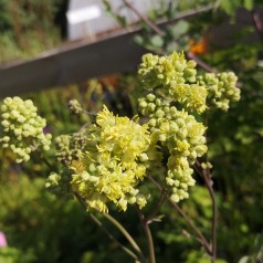 Frøstjerne Gul - Thalictrum sphaerostachyum